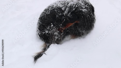 Small dog stratching in deep snow on forest path. Winter pet activity, joyful outdoor lifestyle and seasonal nature scene. Black longhaired dachshund under snow.