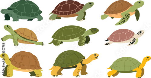 Cartoon turtle and sea turtle collection flat vector illustration set isolated on white background reptile wildlife character design bundle