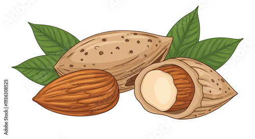 Detailed botanical illustration shows three almond nuts with green leaves in different stages of being shelled on a clean white background.