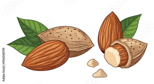 Detailed illustration of almonds including whole nuts in shells, shelled kernels, and green leaves for healthy snack packaging design.