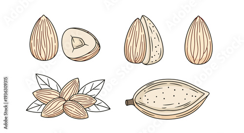 Detailed drawings of almonds in different states including whole kernels, nuts in shells, and group of nuts with leaves for food design.