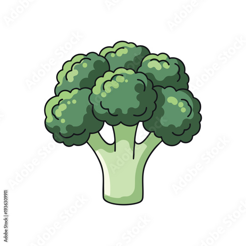 Fresh Green Broccoli Vegetables for Healthy Cooking and Nutritious Meals