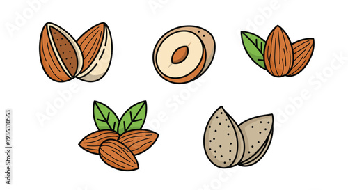 Collection of different almond illustrations including shelled, peeled, halved, and with leaves in a colorful hand drawn style.
