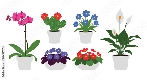 Colorful potted plants illustration featuring orchids cacti forget me nots and peace lilies