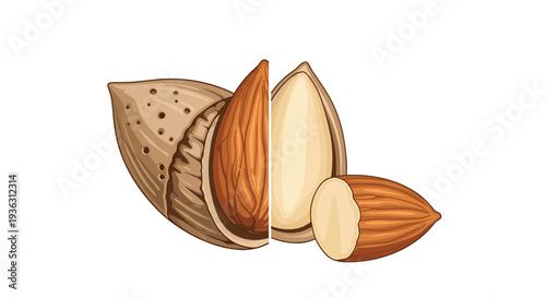 Realistic illustration of a whole almond in its brown shell next to a halved kernel and a whole nut on a plain white background.