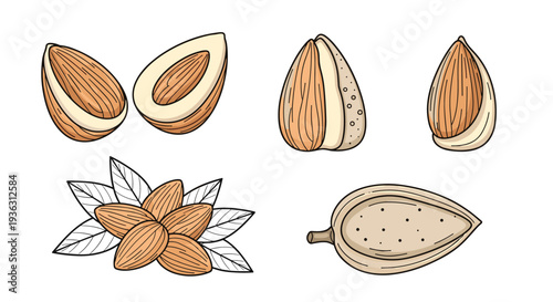 Detailed sketches of almonds including whole nuts, sliced halves, and nut clusters with leaves for food design.