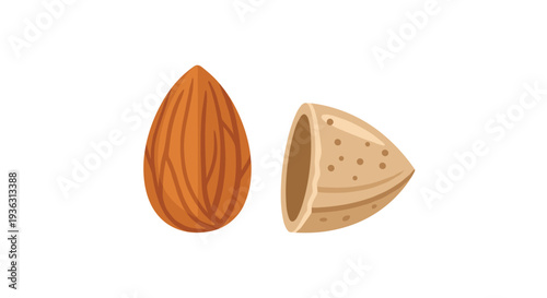 Detailed illustration of a whole brown almond nut alongside a cracked shell piece shown against a plain white background for design.