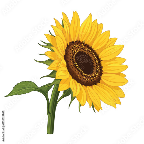 Bright Sunflower with Green Leaf and Stalk for Nature and Garden Themes