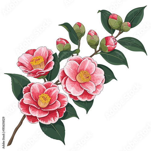 Beautiful Botanical Illustration of Blooming Pink Camellia Flowers on a Branch
