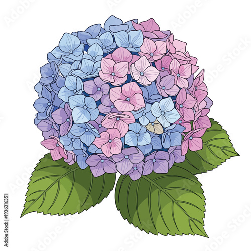 Beautiful Colorful Hydrangea Flower with Green Foliage for Garden and Floral Design