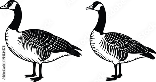 Canada goose vector illustration set with two water birds in standing pose for nature and wildlife