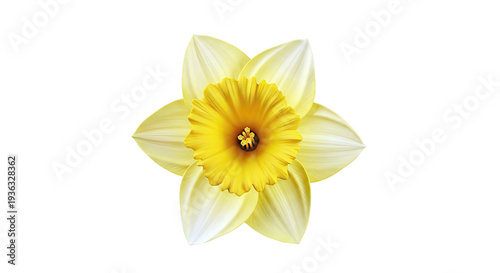 Wallpaper Mural Single Yellow Daffodil Flower Torontodigital.ca