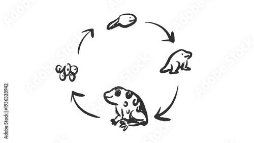 Metmorphosis of an Amphibi Frog