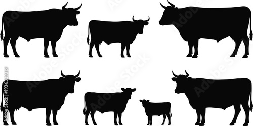 Cow, bull and calf silhouettes set, farm cattle collection in different poses, black livestock vector illustration isolated on white background