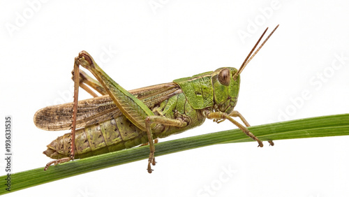 grasshopper on a leaf