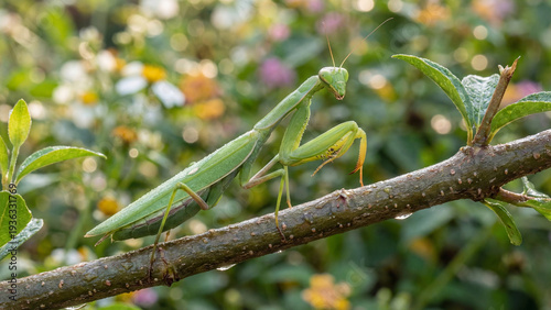Photos praying mantis on green leaf