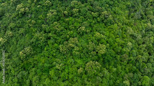 Fotografie Aerial top view of mixed lush green tropical forest and jungle trees