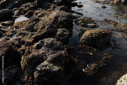 Coastal Rocks and Seaweed in Natural Tidal Pool