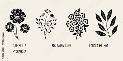 Botanical illustration featuring camellia hydrangea bougainvillea and forget me not