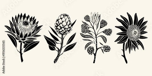 Botanical illustration of protea flowers and foliage in black ink