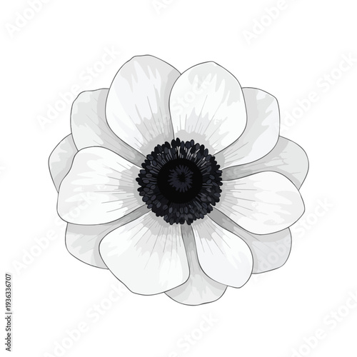 White Anemone Flower with Black Center Floral Botanical Illustration