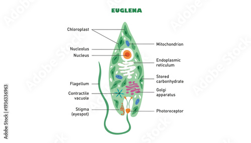 Euglena microscopic organism labeled diagram with various organelles visible