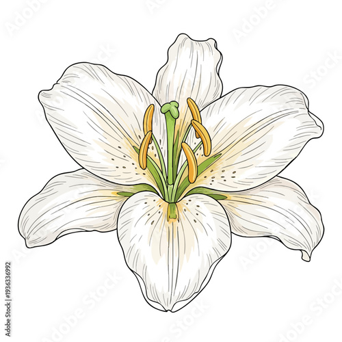 Beautiful White Lily Flower on a White Background for Botanical and Floral Design