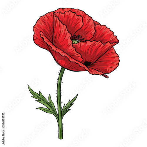 Vibrant Red Poppy Flower with Green Stem and Leaves for Nature and Botanical Design
