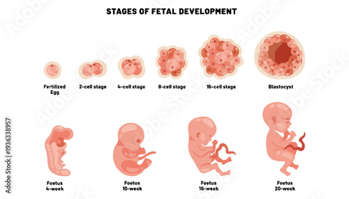 Fetal development stages from fertilized egg to 20 week old fetus
