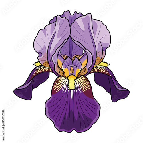 Elegant Purple Iris Flower Illustration for Nature and Botanical Design