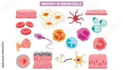 Human cell anatomy illustration with various cell types and structures