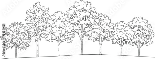 A line of a row of tall trees with detailed branches and leaves on a gentle hillside line trees nature