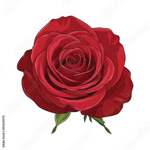 Beautiful Red Rose Flower in Full Bloom for Floral and Nature Themes