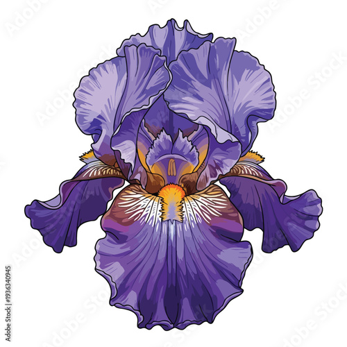 Elegant Purple Iris Flower in Full Bloom for Floral Decor and Botanical Design