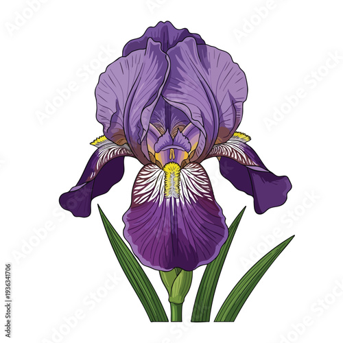 Beautiful Purple Iris Flower with Green Leaves Botanical Nature Photography