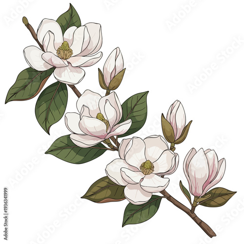 Beautiful White Magnolia Blossoms on a Branch for Botanical and Floral Design