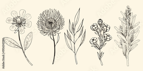 Vintage botanical illustration of various wildflowers and delicate foliage