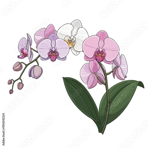 Beautiful Pink and White Orchid Flower Plant for Garden and Home Decor