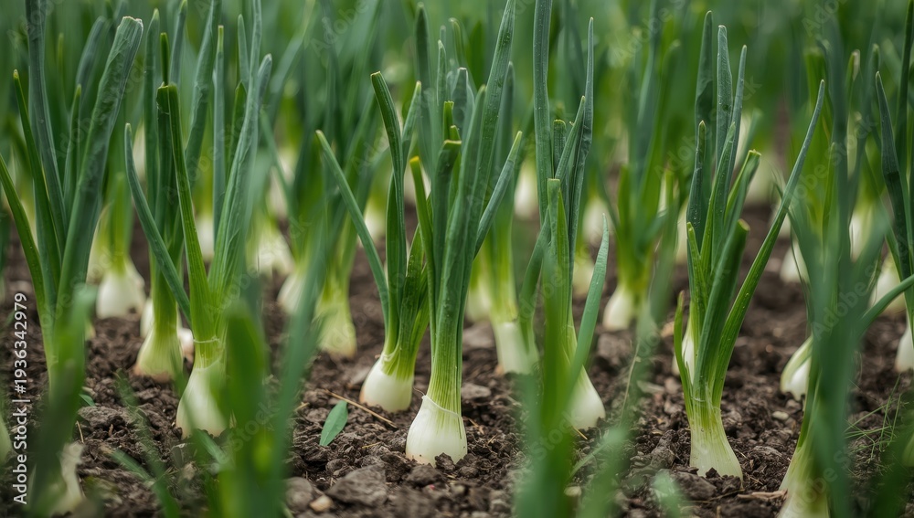 Fototapeta premium Seedlings of green onions in the garden. Cultivating vegetables