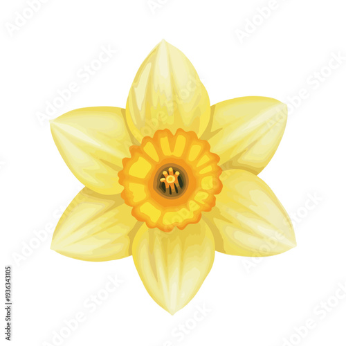 Yellow Daffodil Flower Illustration