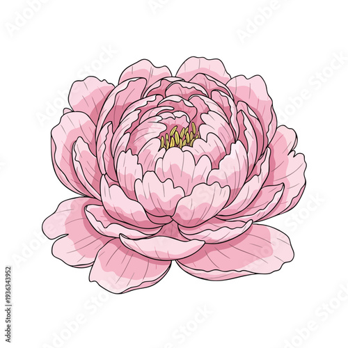 Beautiful Pink Lotus Flower Illustration