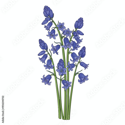 Beautiful Bluebell Flowers