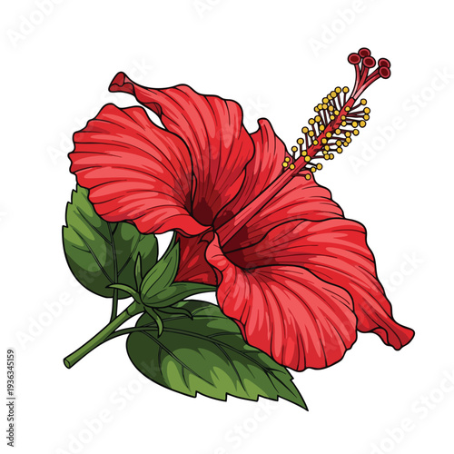 Bright Red Hibiscus Flower with Green Leaves for Tropical and Nature Themes