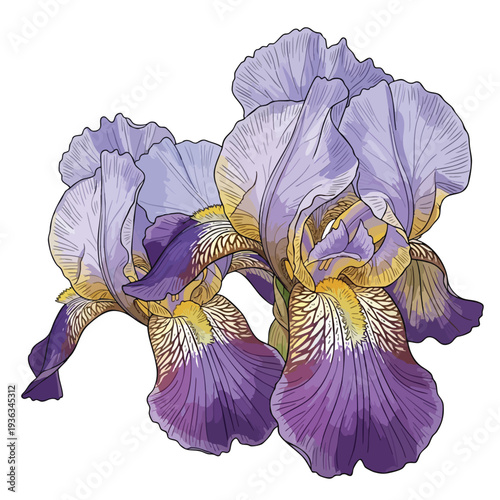 Elegant Lavender Iris Flowers Beautiful Botanical Illustration