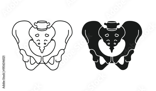 Detailed illustration of human pelvis anatomy in line art style with black and white versions