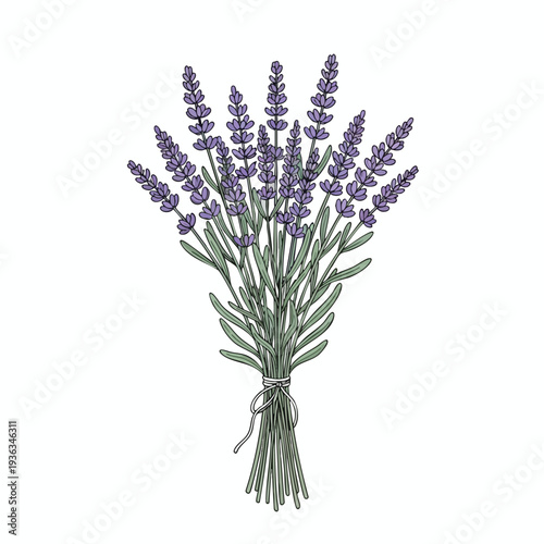 Beautiful Bouquet of Fresh Lavender Flowers for Aromatherapy and Home Decor