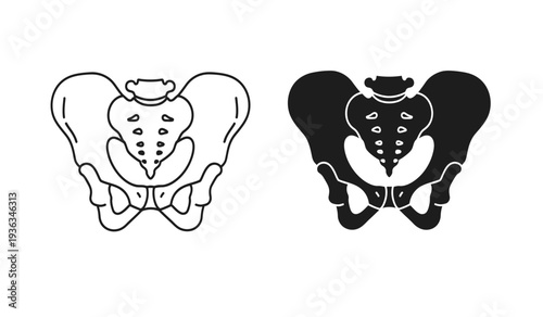 Human pelvis anatomy illustration with line and silhouette versions