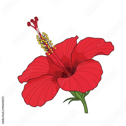 Beautiful Red Hibiscus Flower in Bloom with Bright Petals and Green Stem