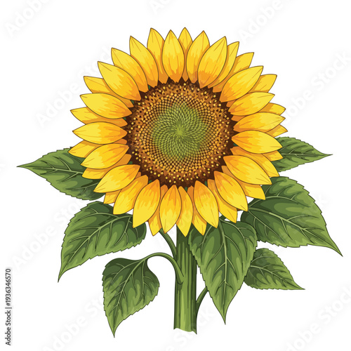Vibrant Sunflower with Green Leaves Bright Bloom for Garden or Floral Decoration