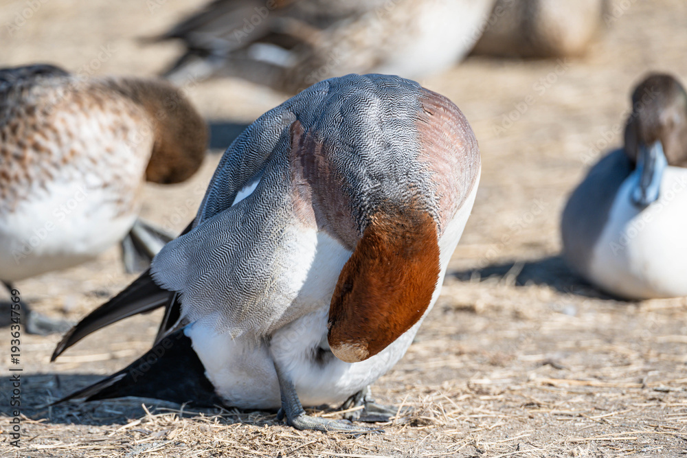 Fototapeta premium 痒くて体をつつくヒドリガモ